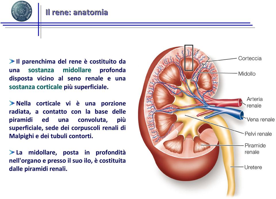 Nella corticale vi è una porzione radiata, a contatto con la base delle piramidi ed una convoluta, più