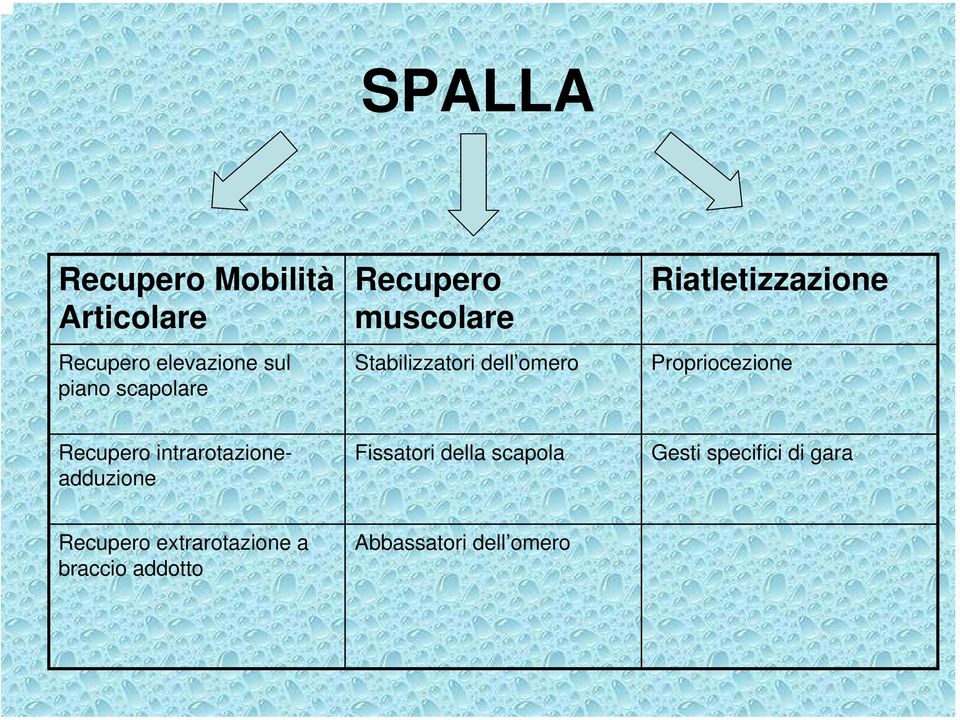 Propriocezione Recupero intrarotazioneadduzione Fissatori della scapola