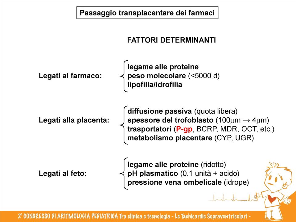 del trofoblasto (100 m 4 m) trasportatori (P-gp, BCRP, MDR, OCT, etc.