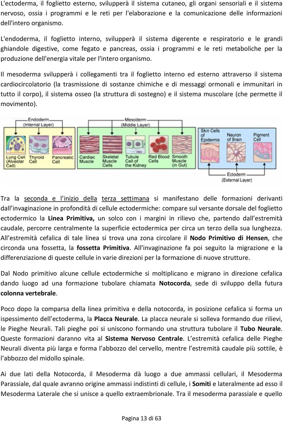 L'endoderma, il foglietto interno, svilupperà il sistema digerente e respiratorio e le grandi ghiandole digestive, come fegato e pancreas, ossia i programmi e le reti metaboliche per la produzione