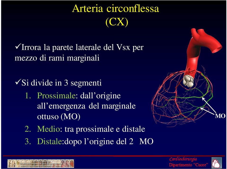 Prossimale: dall origine all emergenza del marginale ottuso