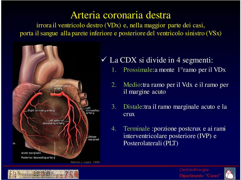 Prossimale:a monte 1 ramo per il VDx 2. Medio:tra ramo per il Vdx e il ramo per il margine acuto 3.