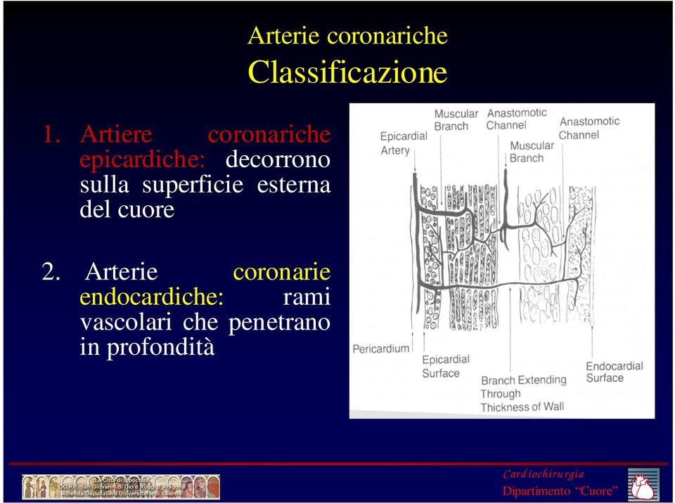 Arterie coronarie endocardiche: rami vascolari