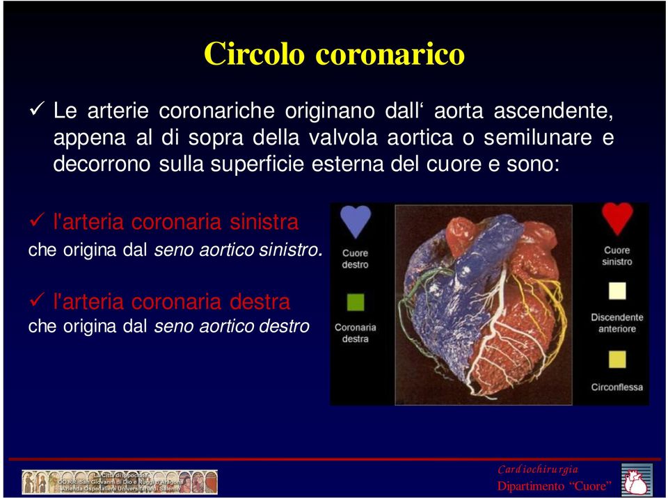 cuore e sono: l'arteria coronaria sinistra che origina dal seno aortico