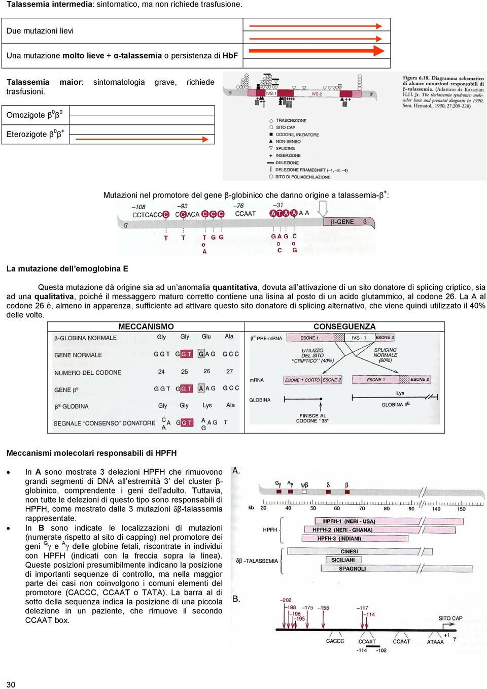 Omozigote β 0 β 0 Eterozigote β 0 β + Mutazioni nel promotore del gene β-globinico che danno origine a talassemia-β + : La mutazione dell emoglobina E Questa mutazione dà origine sia ad un anomalia