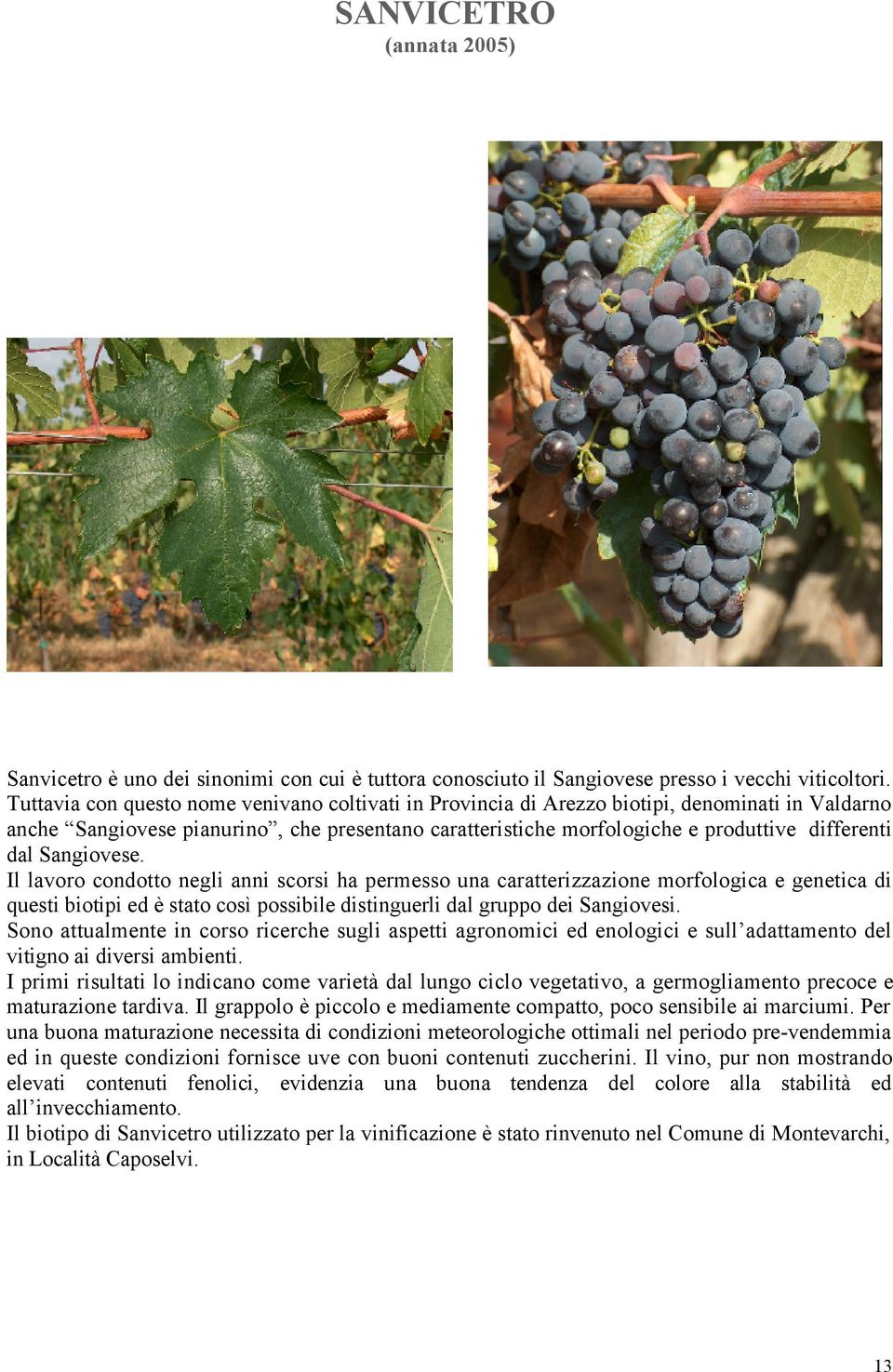 Sangiovese. Il lavoro condotto negli anni scorsi ha permesso una caratterizzazione morfologica e genetica di questi biotipi ed è stato così possibile distinguerli dal gruppo dei Sangiovesi.