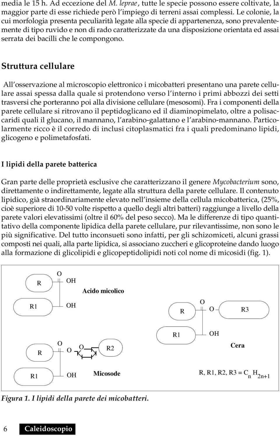 dei bacilli che le compongono.