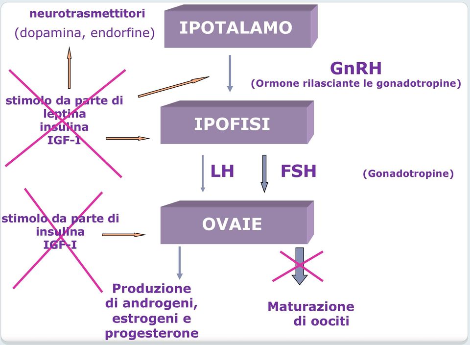 gonadotropine) LH FSH (Gonadotropine) stimolo da parte di insulina
