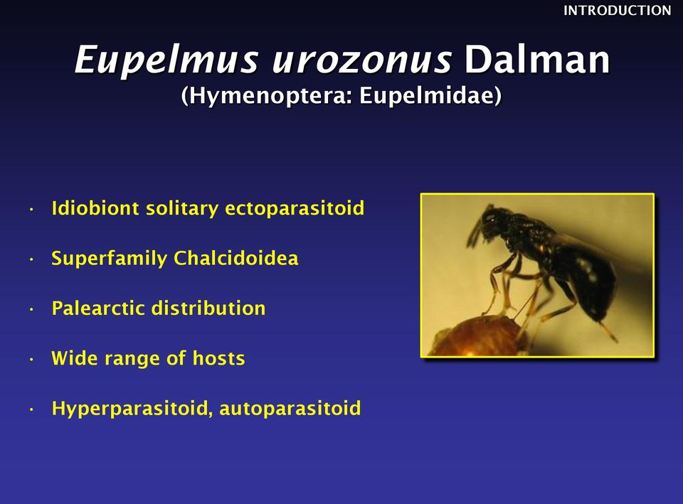 ectoparasitoid Superfamily Chalcidoidea