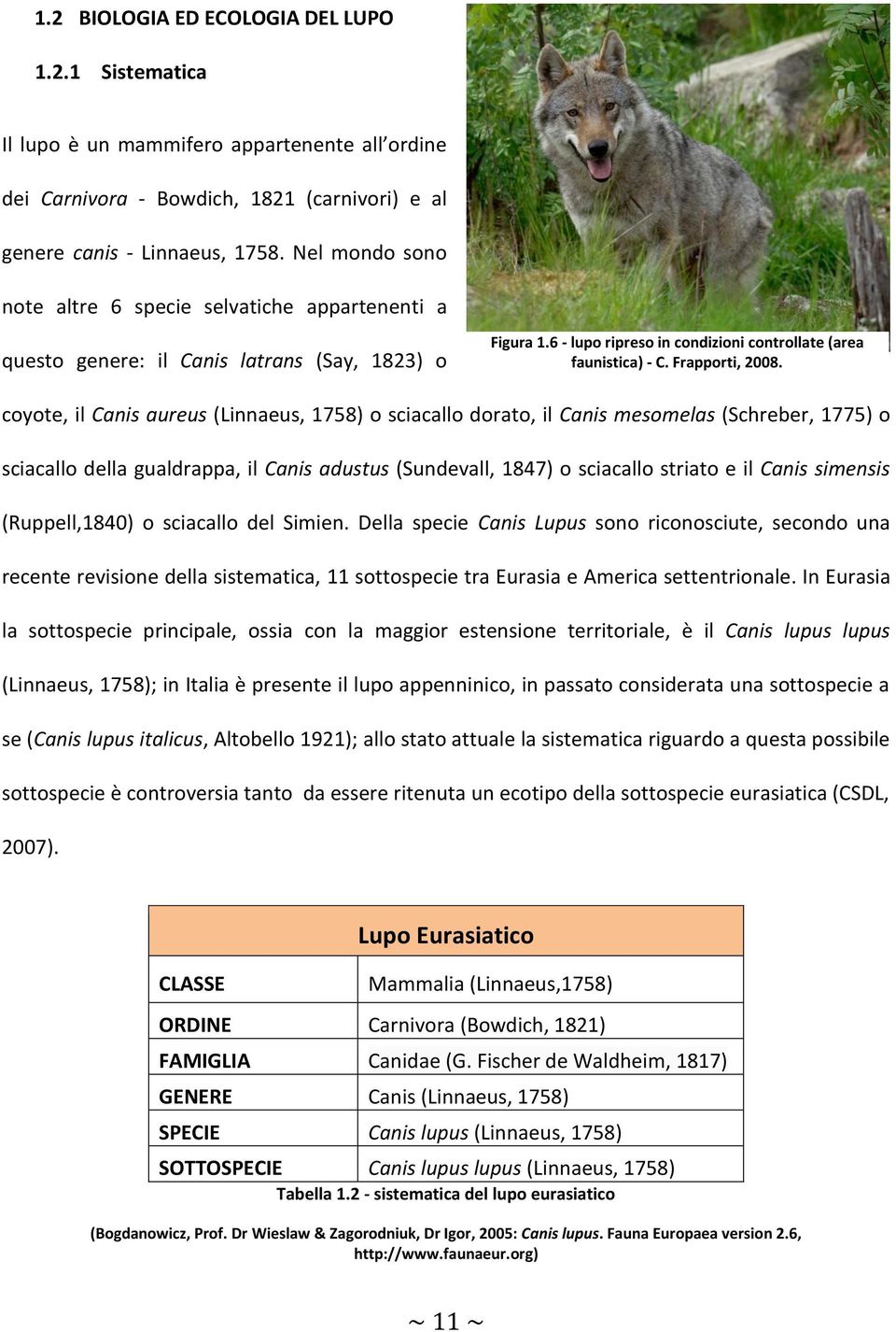 coyote, il Canis aureus (Linnaeus, 1758) o sciacallo dorato, il Canis mesomelas (Schreber, 1775) o sciacallo della gualdrappa, il Canis adustus (Sundevall, 1847) o sciacallo striato e il Canis