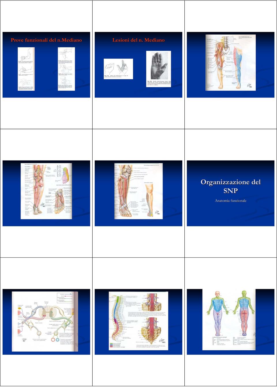 Mediano Organizzazione