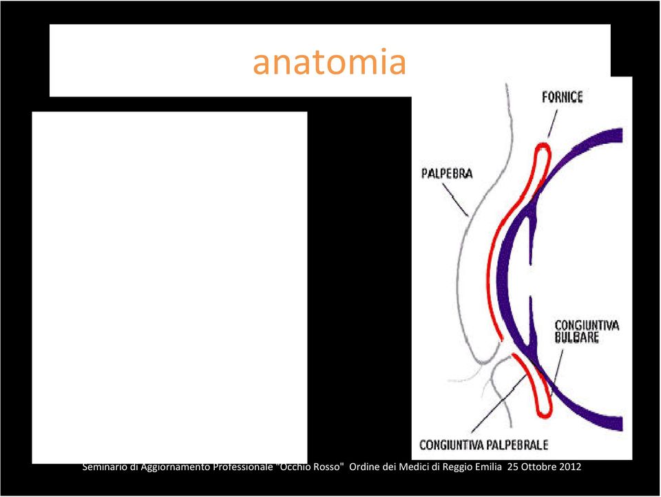 bulbo formando uno spazio virtuale, il fornice superiore e inferiore (congiuntiva dei fornici) e infine