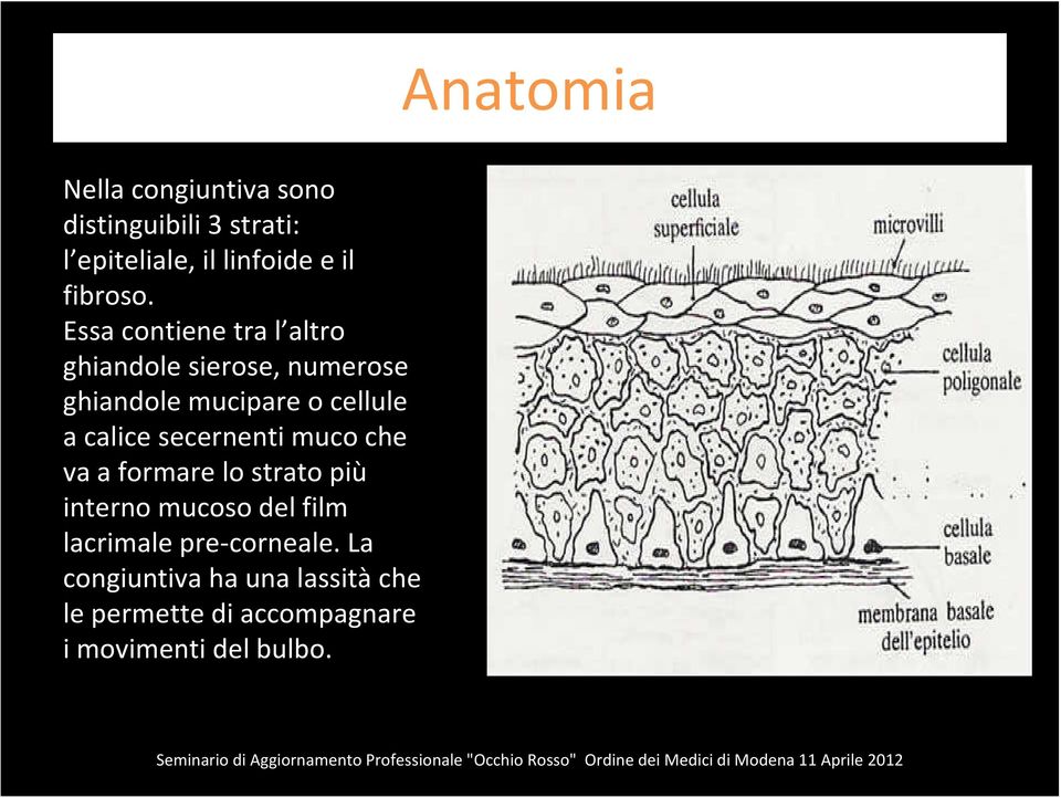 formare lo strato più interno mucoso del film lacrimale pre corneale.