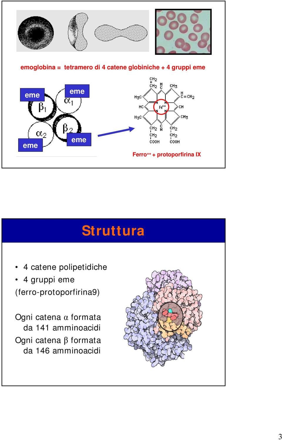 polipetidiche 4 gruppi eme (ferro-protoporfirina9) Ogni catena α