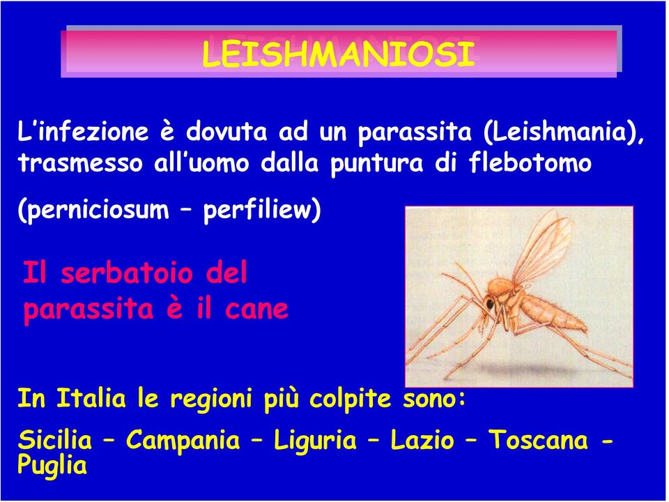 perfiliew) Il serbatoio del parassita è il cane In Italia le