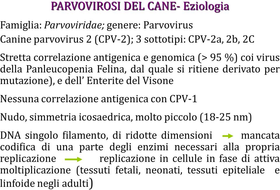 correlazione antigenica con CPV-1 Nudo, simmetria icosaedrica, molto piccolo (18-25 nm) DNA singolo filamento, di ridotte dimensioni mancata codifica di una