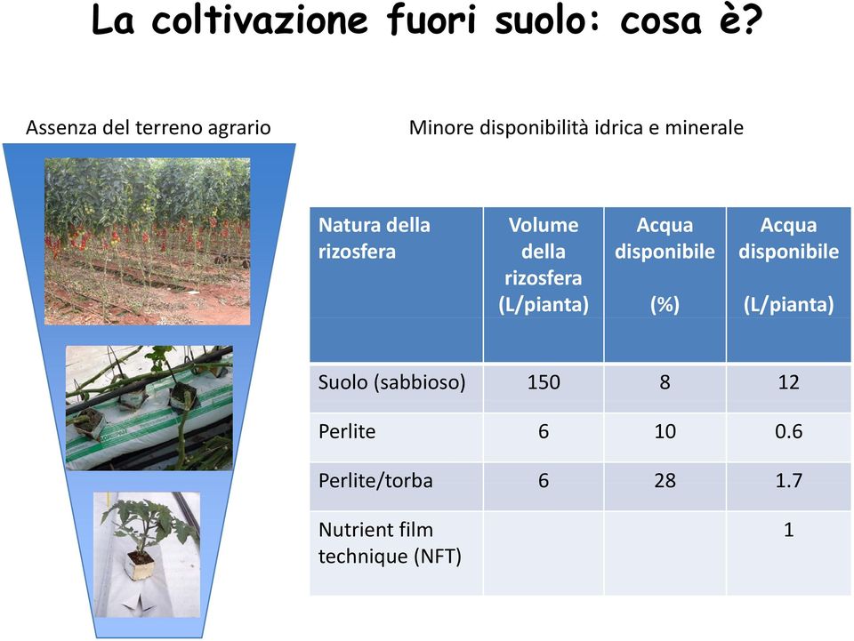 della Volume Acqua Acqua rizosfera della rizosfera (L/pianta) disponibile (%)