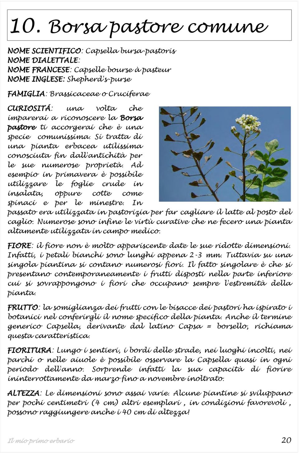 Ad esempio in primavera è possibile utilizzare le foglie crude in insalata, oppure cotte come spinaci e per le minestre.