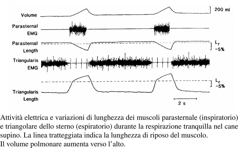 respirazione tranquilla nel cane supino.