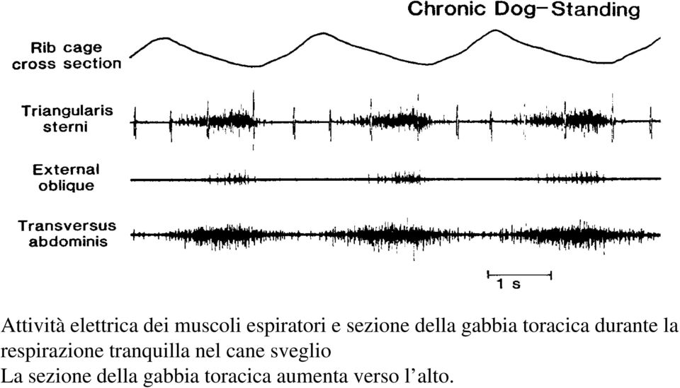 respirazione tranquilla nel cane sveglio La