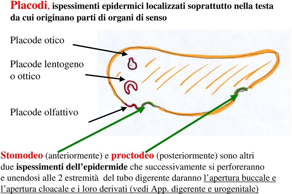 sono altri due ispessimenti dell epidermide che successivamente si perforeranno e unendosi alle 2 estremità del