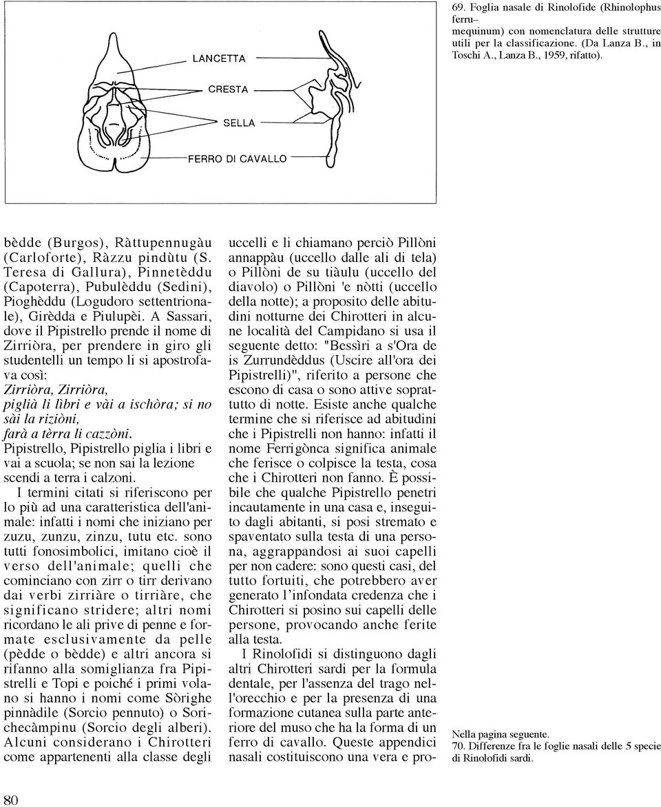 A Sassari, dove il Pipistrello prende il nome di Zirriòra, per prendere in giro gli studentelli un tempo li si apostrofava così: Zirriòra, Zirriòra, piglià li lìbri e vài a ischòra; si no sài la