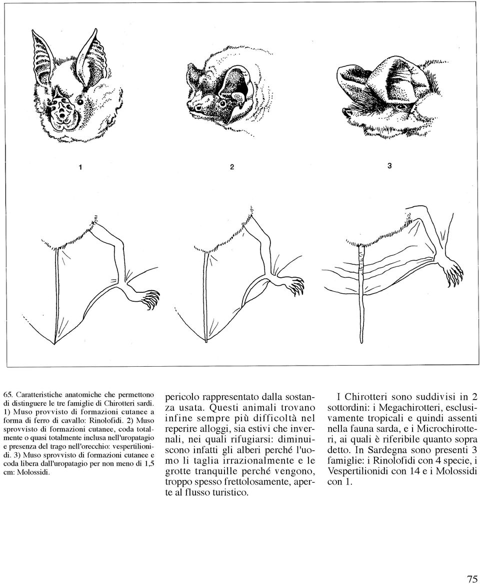 3) Muso sprovvisto di formazioni cutanee e coda libera dall'uropatagio per non meno di 1,5 cm: Molossidi. pericolo rappresentato dalla sostanza usata.