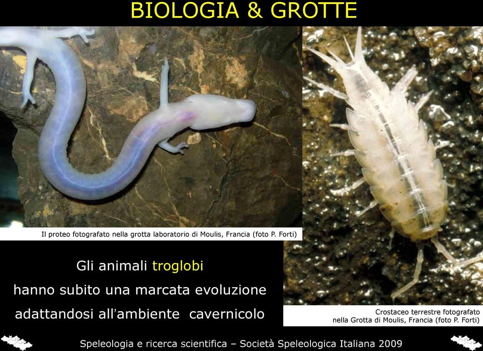 Forti) Gli animali troglobi hanno subito una marcata evoluzione