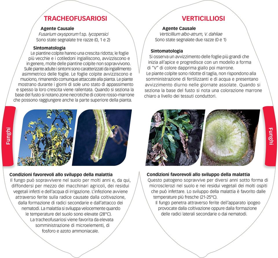 lycopersici Sono state segnalate tre razze (0, 1 e 2) Le piantine colpite hanno una crescita ridotta; le foglie più vecchie e i cotiledoni ingialliscono, avvizziscono e in genere, molte delle