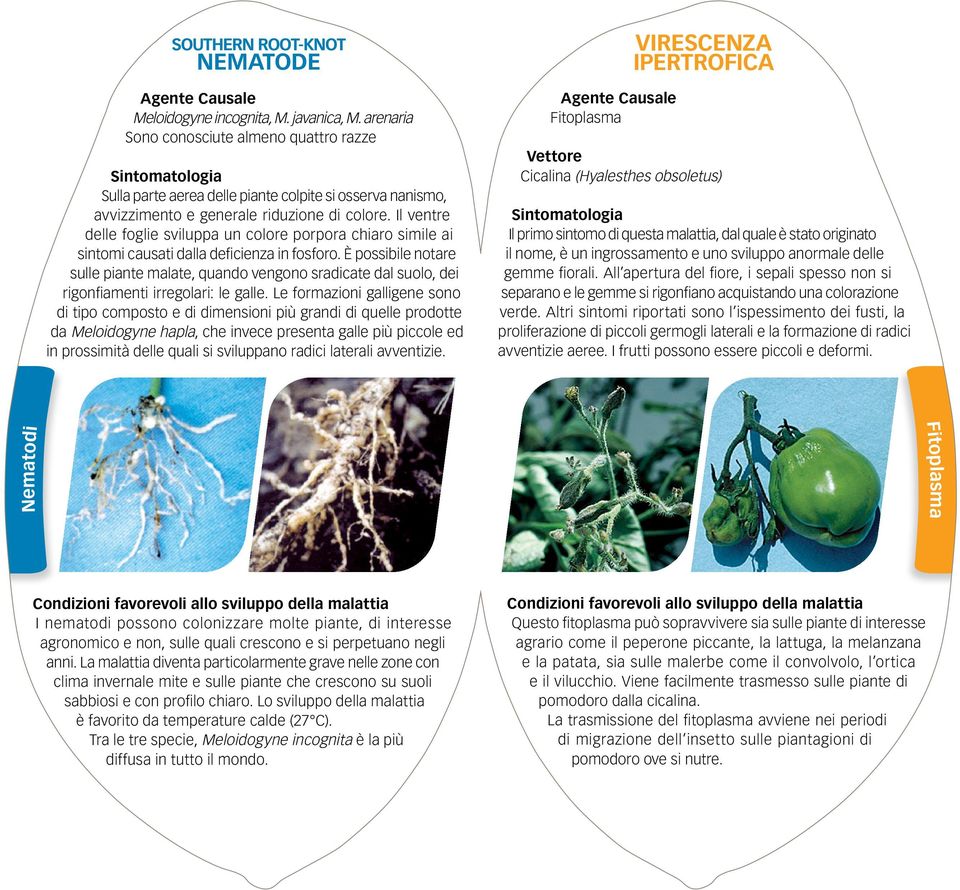 Il ventre delle foglie sviluppa un colore porpora chiaro simile ai sintomi causati dalla deficienza in fosforo.