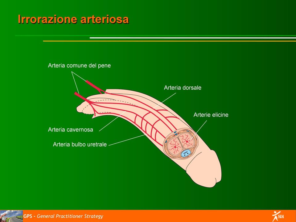 dorsale Arterie elicine