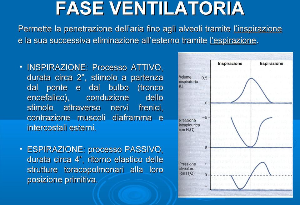 INSPIRAZIONE: Processo ATTIVO, durata circa 2, stimolo a partenza dal ponte e dal bulbo (tronco encefalico), conduzione dello