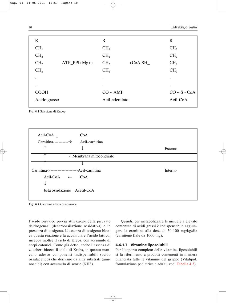 1 Scissione di Knoop Acil-CoA _ CoA Carnitina----------- Acil-carnitina Esterno Membrana mitocondriale Carnitina<---------------------Acil-carnitina Acil-CoA CoA beta ossidazione _ Acetil-CoA Interno
