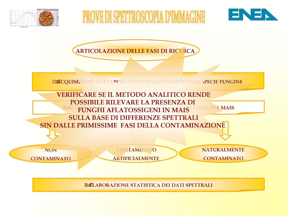 SPETTRALI SIN DALLE PRIMISSIME FASI DELLA CONTAMINAZIONE %$ACQUISIZIONE ED ELABORAZIONE IMMAGINI SPETTRALI DA MAIS