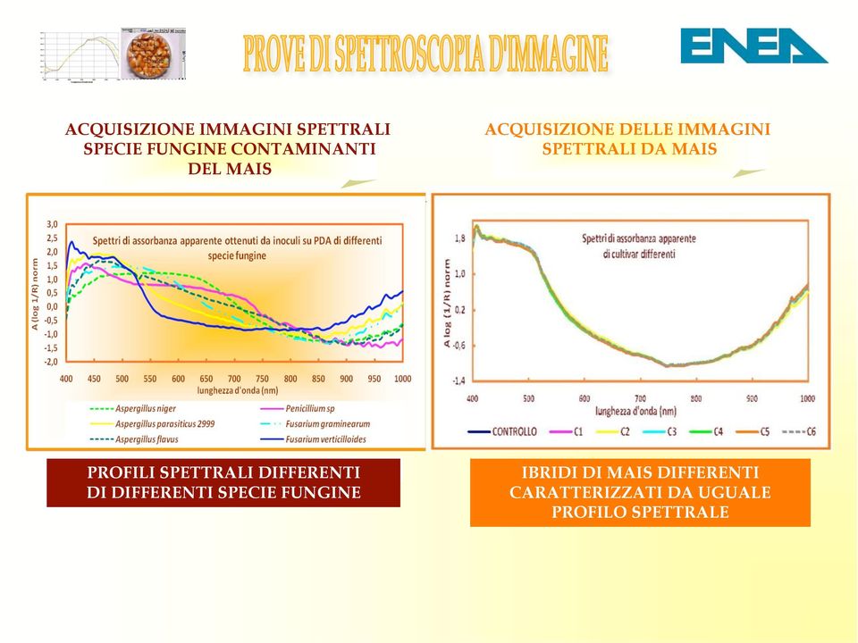 Spettri PROFILI registrati SPETTRALI dopo 7 giorni DIFFERENTI di crescita a 30 C DI