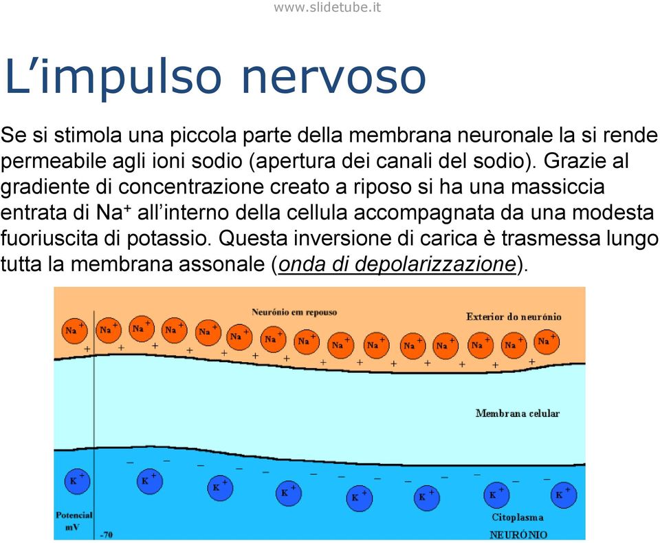 Grazie al gradiente di concentrazione creato a riposo si ha una massiccia entrata di Na + all interno