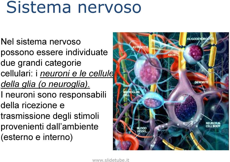 (o neuroglia).