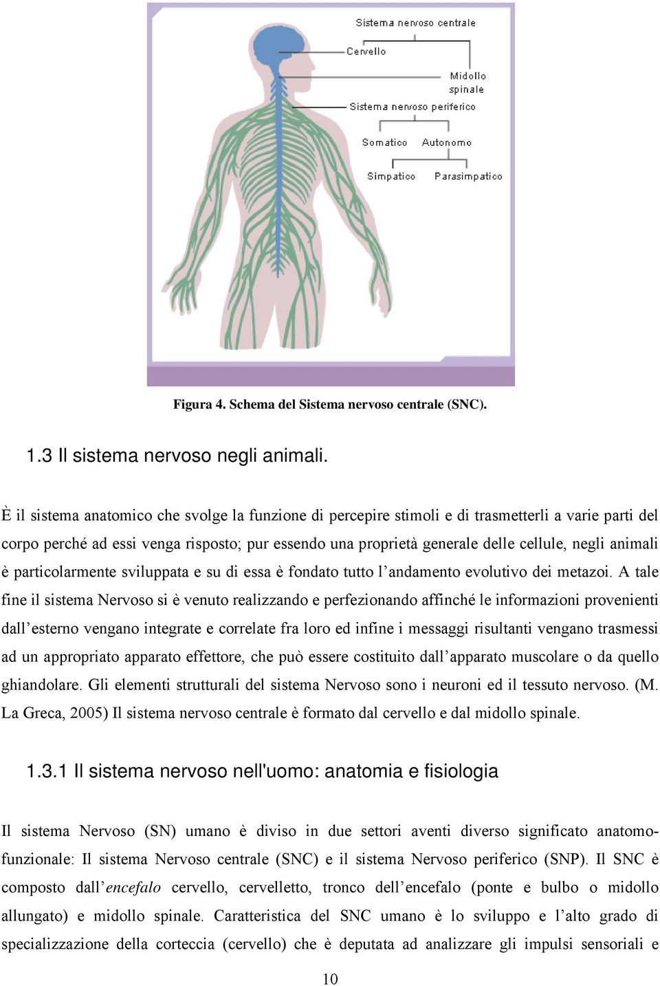 animali è particolarmente sviluppata e su di essa è fondato tutto l andamento evolutivo dei metazoi.