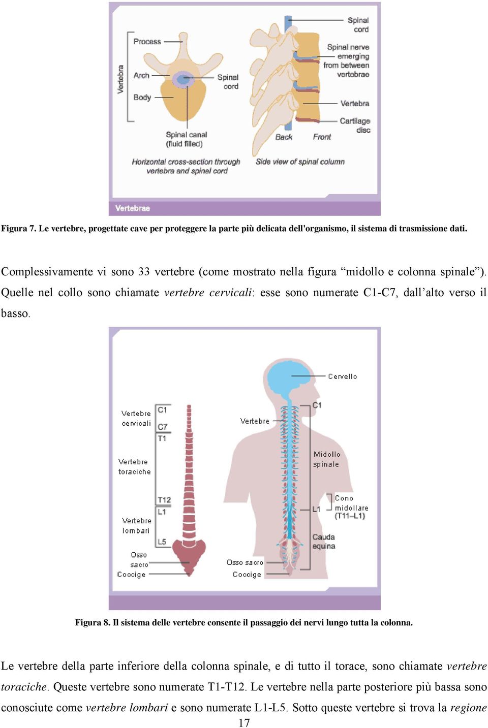 Quelle nel collo sono chiamate vertebre cervicali: esse sono numerate C1-C7, dall alto verso il basso. Figura 8.