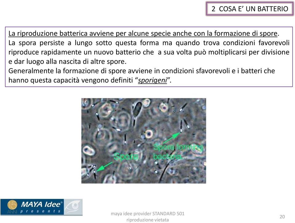 batterio che a sua volta può moltiplicarsi per divisione e dar luogo alla nascita di altre spore.