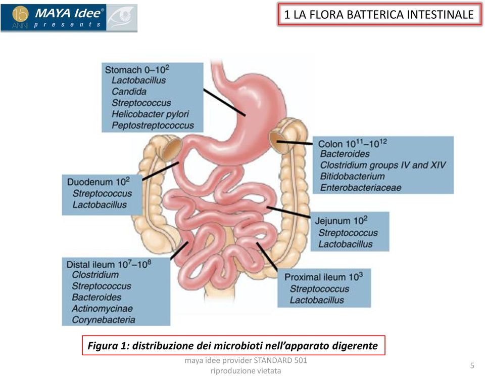 distribuzione dei