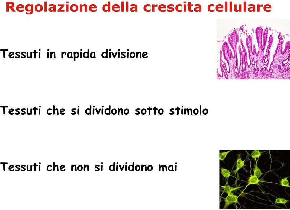 divisione Tessuti che si dividono