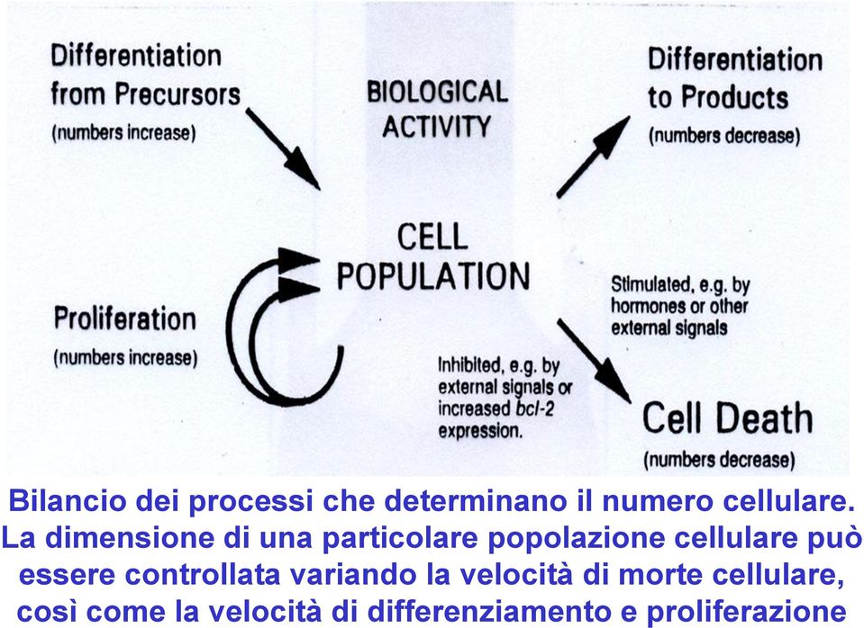 essere controllata variando la velocità di morte