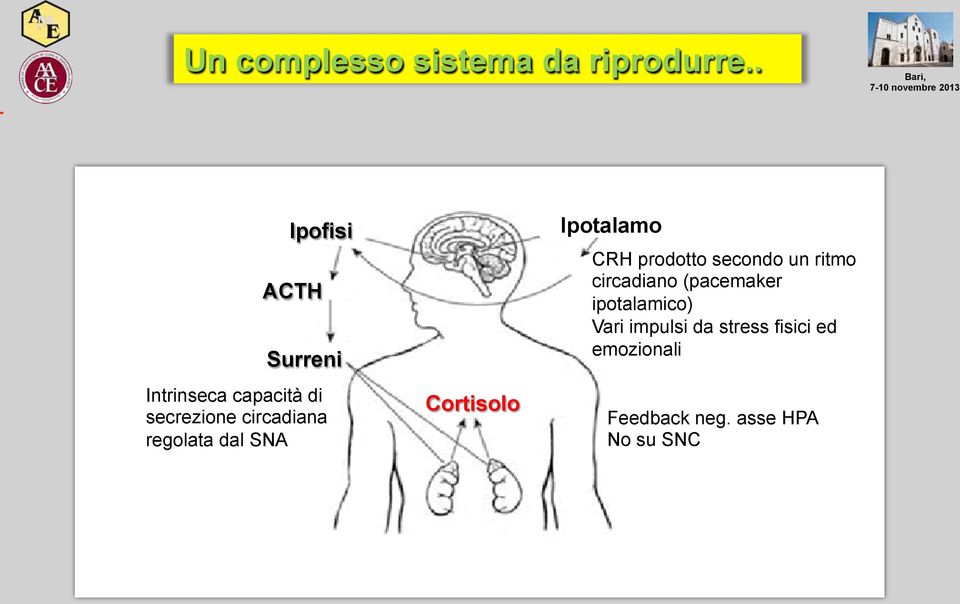 dal SNA Cortisolo Ipotalamo CRH prodotto secondo un ritmo circadiano