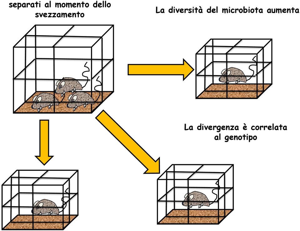 del microbiota aumenta La