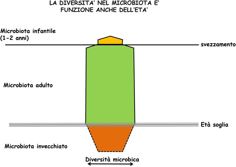 anni) svezzamento Microbiota adulto Età