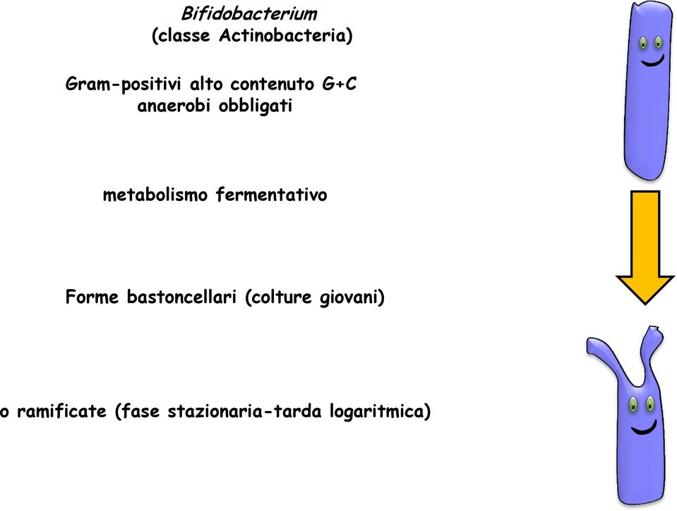 obbligati metabolismo fermentativo Forme