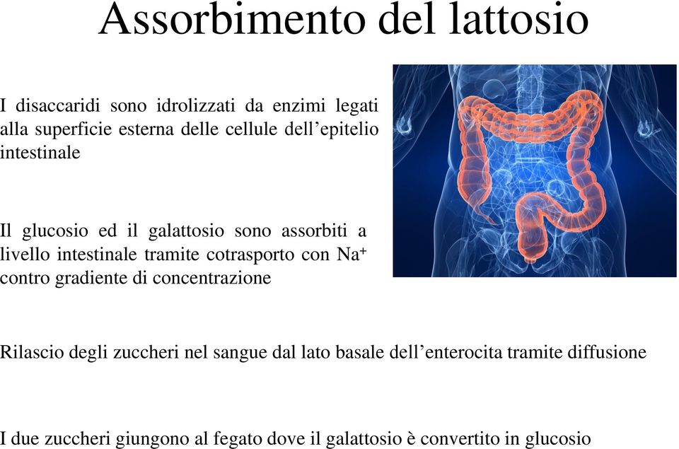 cotrasporto con Na + contro gradiente di concentrazione Rilascio degli zuccheri nel sangue dal lato basale