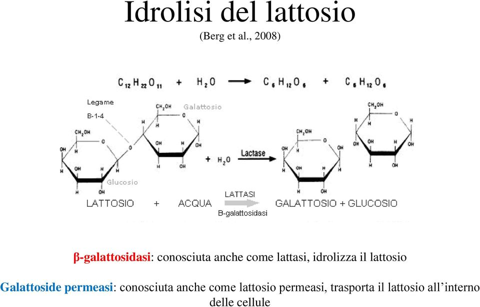 idrolizza il lattosio Galattoside permeasi: conosciuta