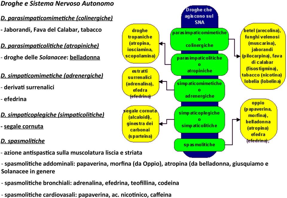 simpa*coplegiche (simpa*coli*che) - segale cornuta D.